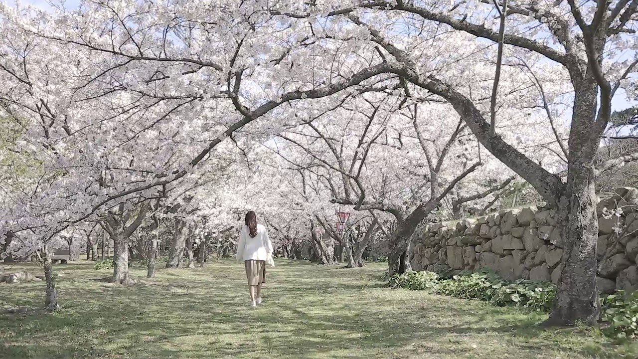 🏯 하기 성터 (하기 조세키) 이미지 13